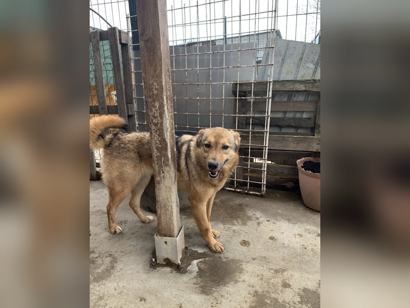 SINA, Hündin, 7 Jahre, 53 cm, Mischling, Tierschutz