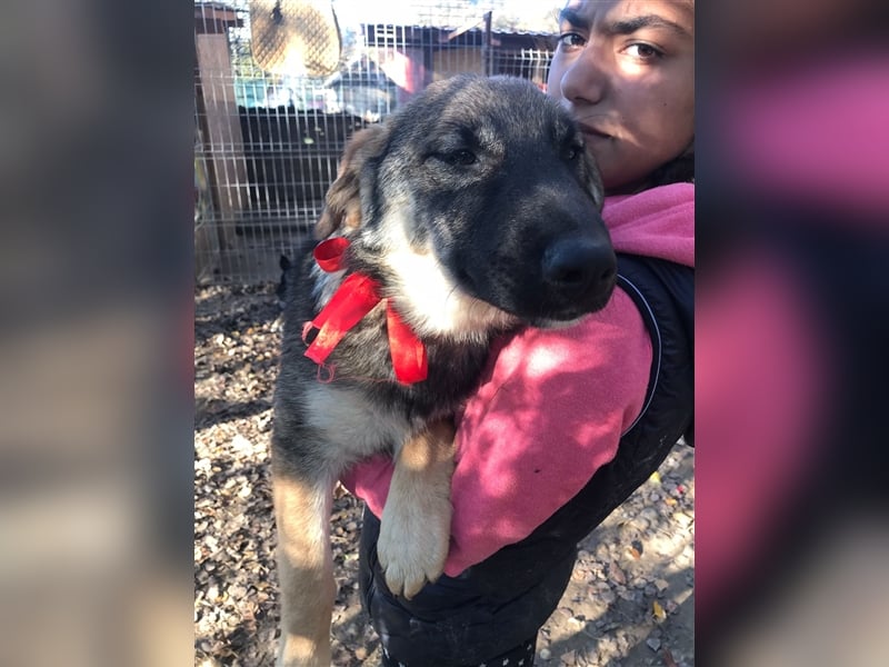 Kleine NELLY sucht ihr zuhause