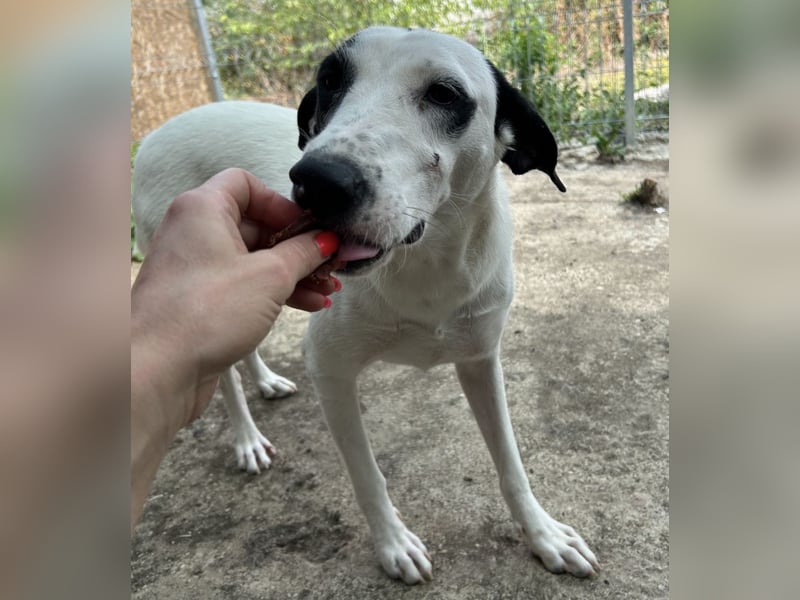 GEORGIA, Hündin, knapp 2 Jahre, 52cm, Mischling, Tierschutz