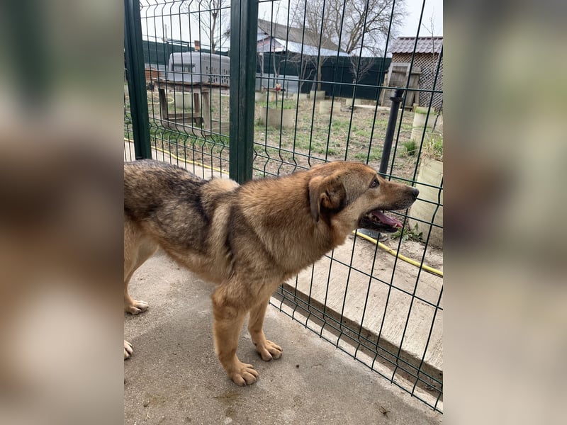 SINA, Hündin, 7 Jahre, 53 cm, Mischling, Tierschutz