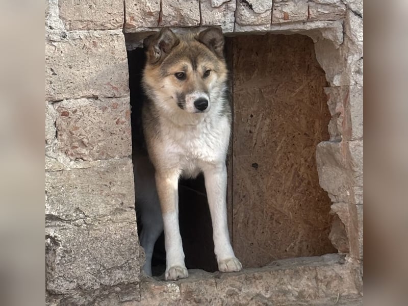 SHIBA, Hündin, 1,5 Jahre, 43cm, Mischling, Tierschutz