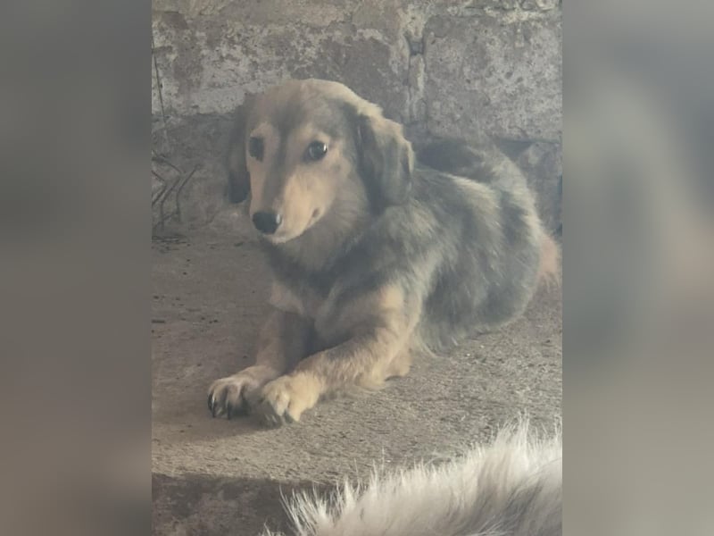 ⭐️ALINE⭐️, Hündin, 1 Jahre, 32 cm, Mischling, Tierschutz