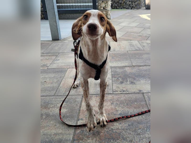 KISSES, Hündin, 6 Monate, aktuell 35cm, Mischling, Tierschutz, Auf PFLEGESTELLE in Neunkirchen-S.