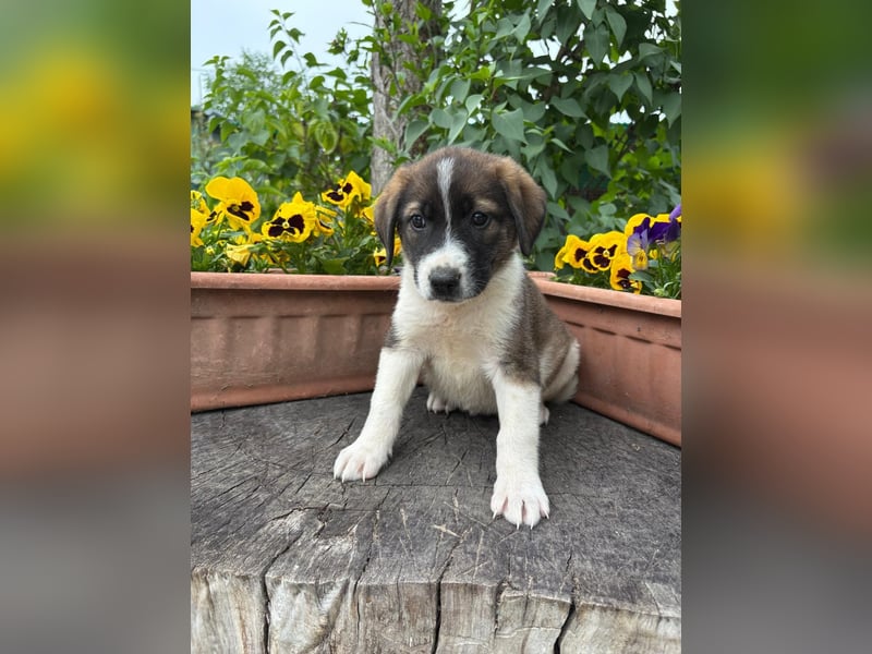 Hézöl - Wer zeigt ihr wie schön das Leben ist?