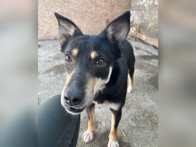 FENJA, Hündin, 3,5 Jahre, 43cm, Mischling, Tierschutz