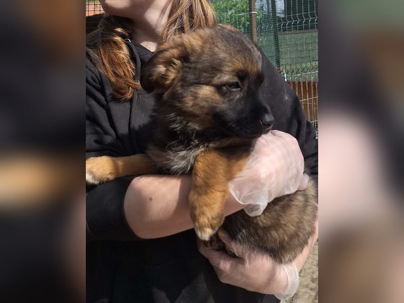 ⭐️MARILU⭐️, Hündin, 3 Monate, 23 cm, Mischling, Tierschutz