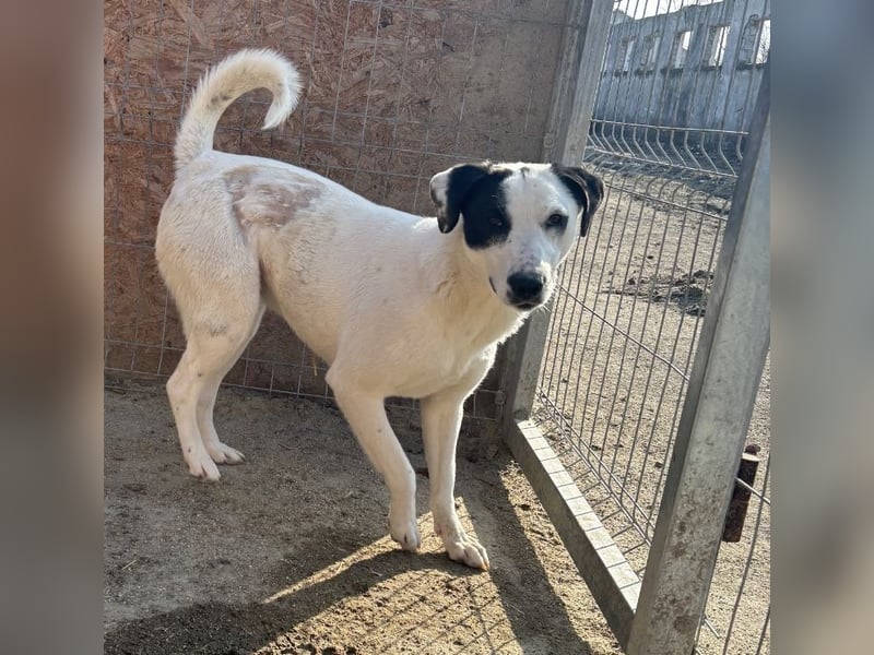 GEORGIA, Hündin, knapp 2 Jahre, 52cm, Mischling, Tierschutz