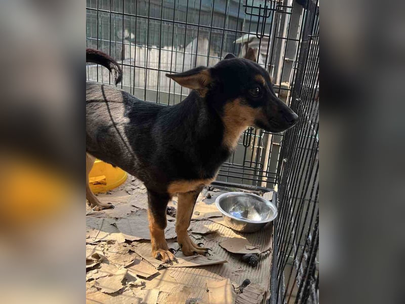 RAVINA, Hündin, 1 Jahr, 33 cm, Mischling, Tierschutz