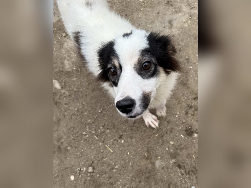 ⭐️ASA⭐️, Hündin, 10 Monate, 45 cm, Mischling, Tierschutz
