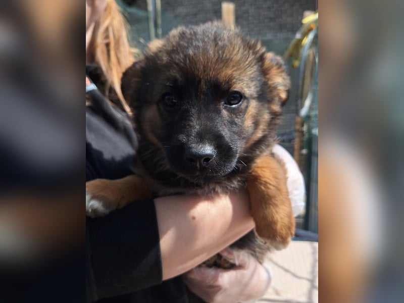 ⭐️MARILU⭐️, Hündin, 3 Monate, 23 cm, Mischling, Tierschutz
