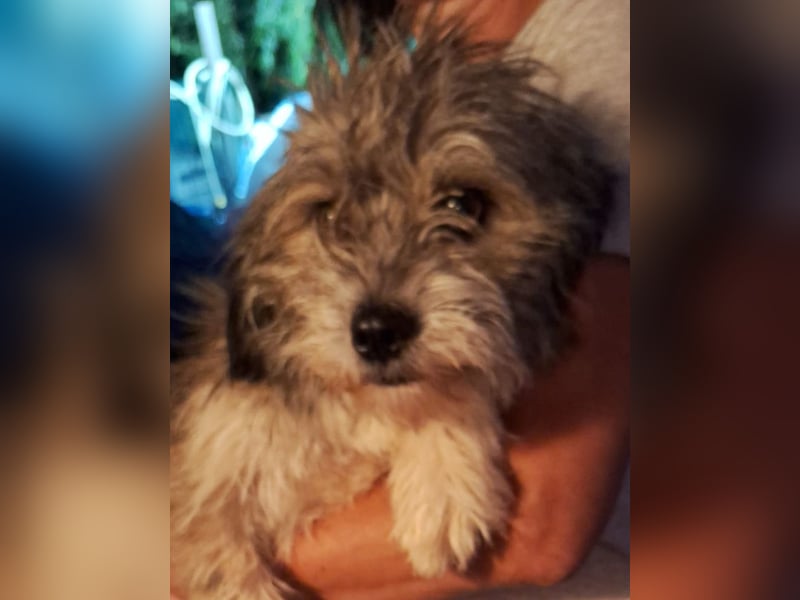 GRACIE, Hündin, 9 Monate, aktuell 30cm, Havaneser-Mix, Tierschutz