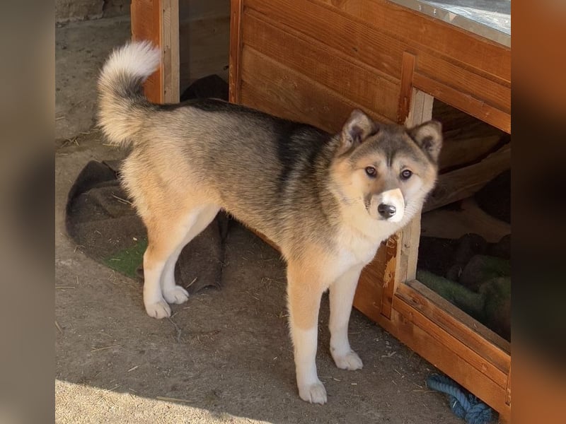 SHIBA, Hündin, 1,5 Jahre, 43cm, Mischling, Tierschutz