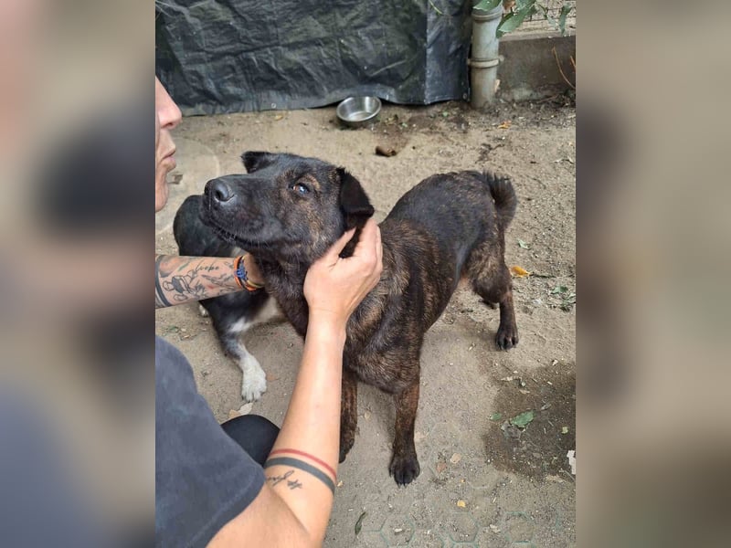 ZANA, Hündin, 7 Jahre, 45 cm, Mischling, Tierschutz
