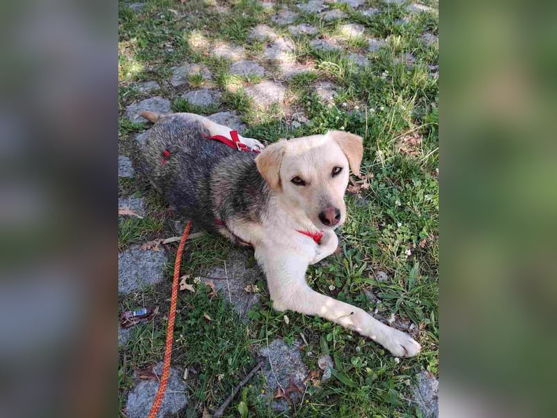 ⭐️MELLI⭐️, Hündin, 2 Jahre, 40 cm, Mischling, Tierschutz