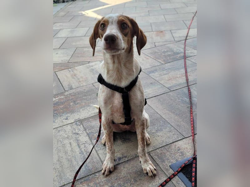 KISSES, Hündin, 6 Monate, aktuell 35cm, Mischling, Tierschutz, Auf PFLEGESTELLE in Neunkirchen-S.