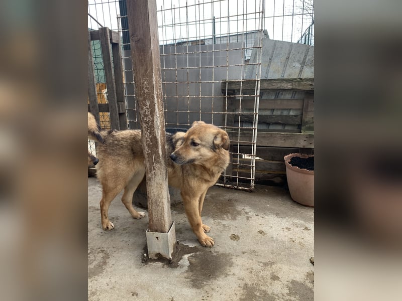 SINA, Hündin, 7 Jahre, 53 cm, Mischling, Tierschutz