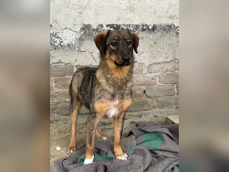 AMY, Hündin, 1,5 Jahre, 45 cm, Mischling, Tierschutz