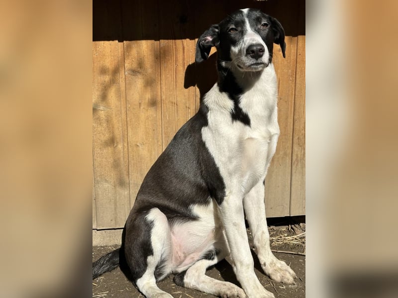 GERDI, Hündin, knapp 2 Jahre, 54cm, Mischling, Tierschutz