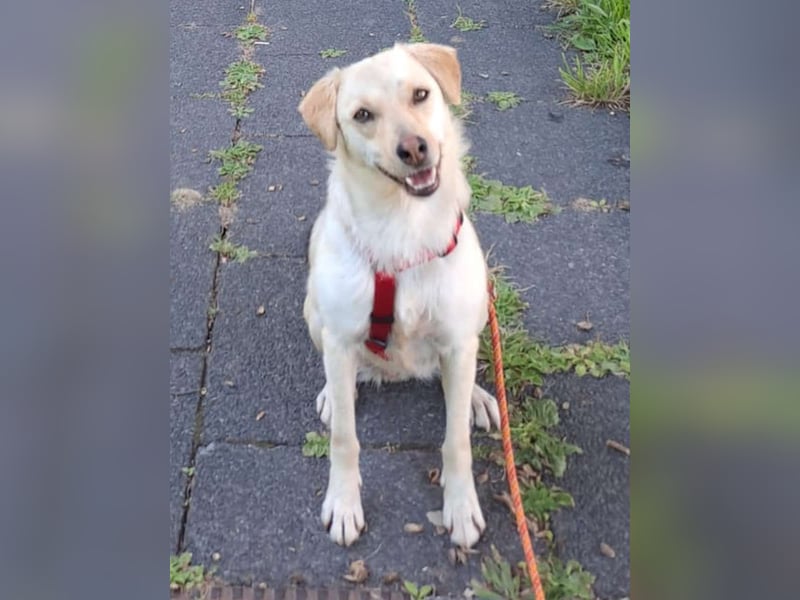 ⭐️MELLI⭐️, Hündin, 2 Jahre, 40 cm, Mischling, Tierschutz
