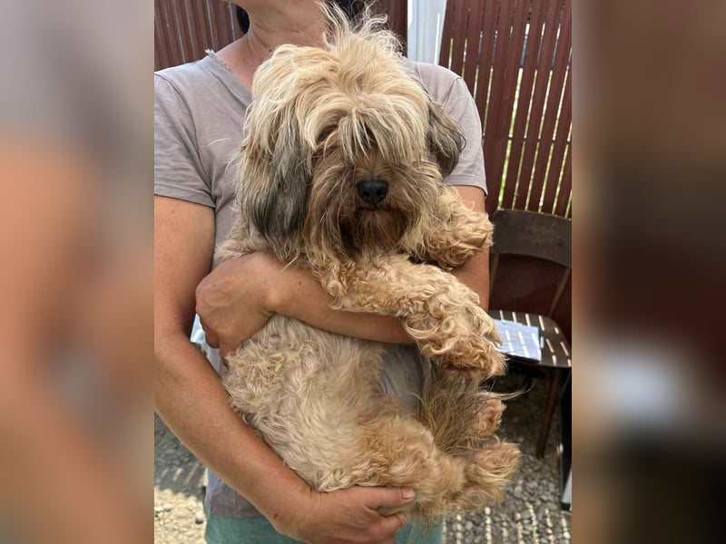 ZEA, Hündin, 1 Jahr, 30cm, Bolonka-Zwetna-Mix, Tierschutz