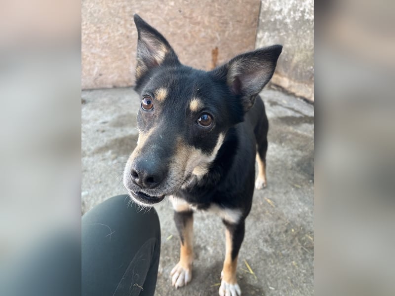 FENJA, Hündin, 3,5 Jahre, 43cm, Mischling, Tierschutz