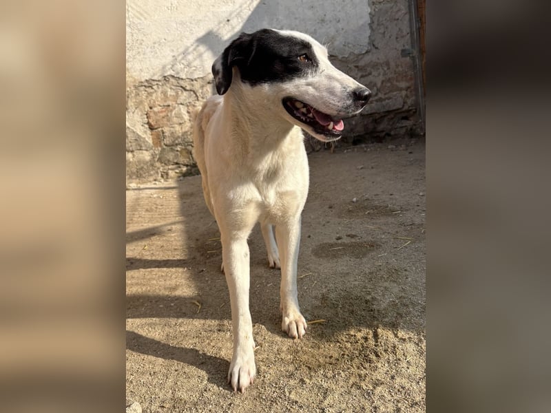 GEORGIA, Hündin, knapp 2 Jahre, 52cm, Mischling, Tierschutz