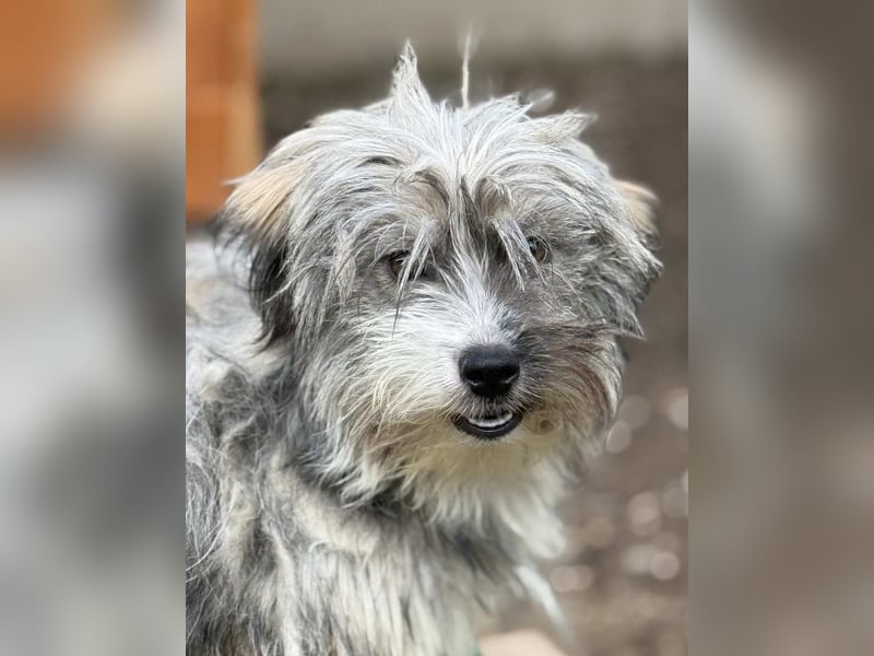 ⭐️CRISBY⭐️, Hündin, 7 Monate, 23 cm, Mischling, Tierschutz