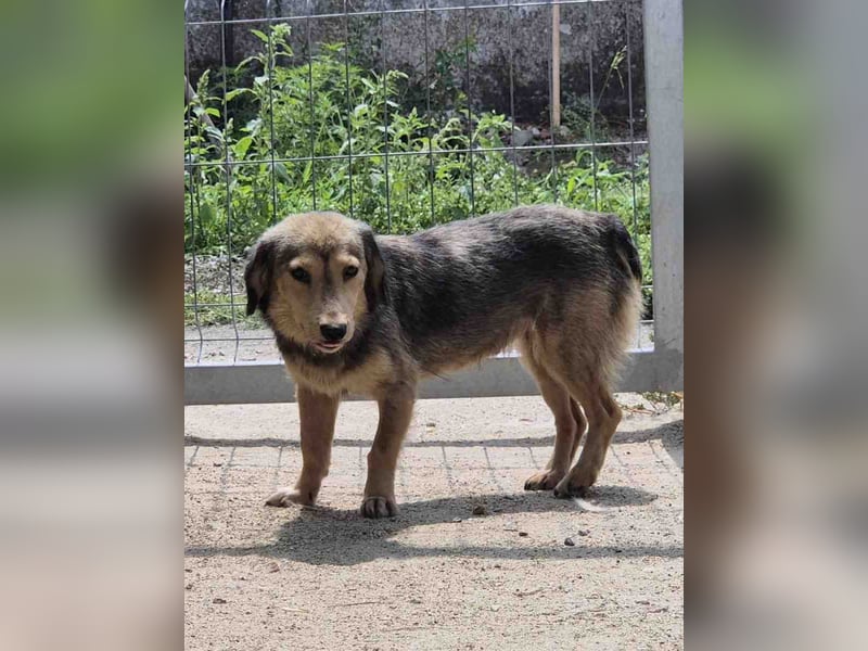 ⭐️ALINE⭐️, Hündin, 1 Jahre, 32 cm, Mischling, Tierschutz