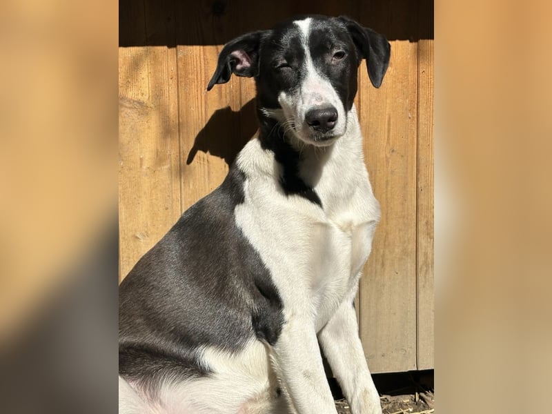 GERDI, Hündin, knapp 2 Jahre, 54cm, Mischling, Tierschutz