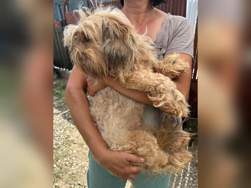 ZEA, Hündin, 1 Jahr, 30cm, Bolonka-Zwetna-Mix, Tierschutz