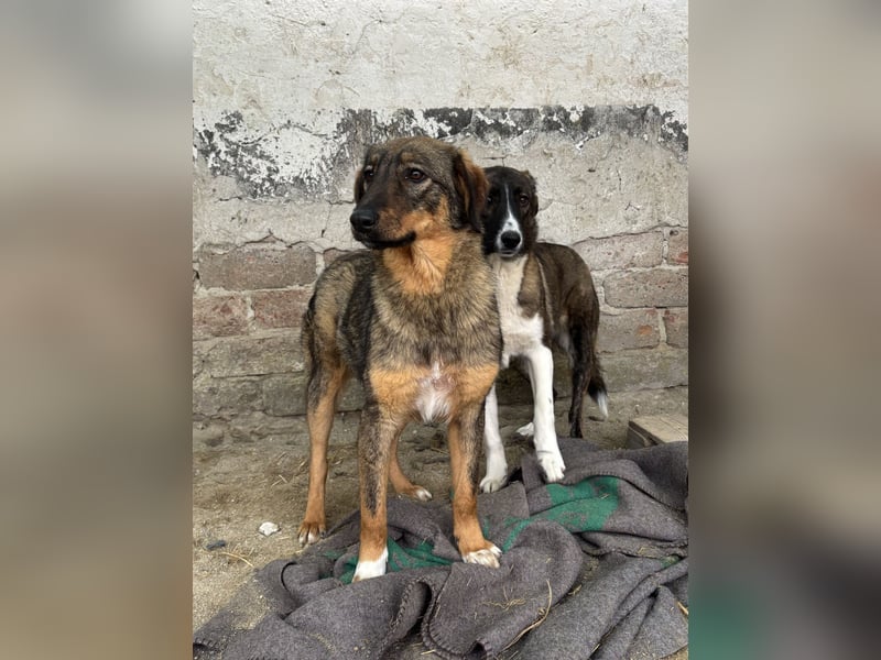 AMY, Hündin, 1,5 Jahre, 45 cm, Mischling, Tierschutz