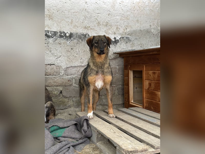 AMY, Hündin, 1,5 Jahre, 45 cm, Mischling, Tierschutz