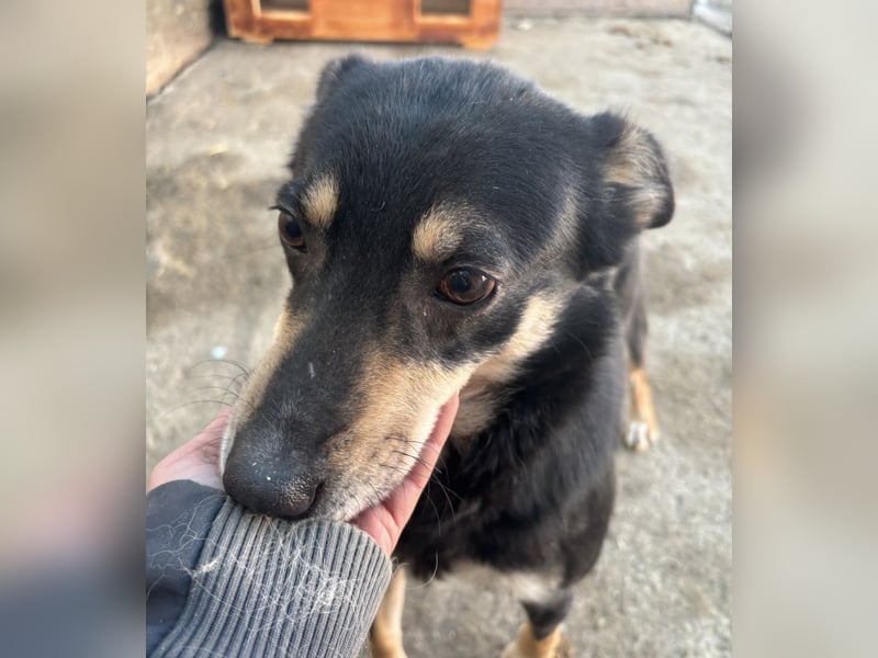 FENJA, Hündin, 3,5 Jahre, 43cm, Mischling, Tierschutz