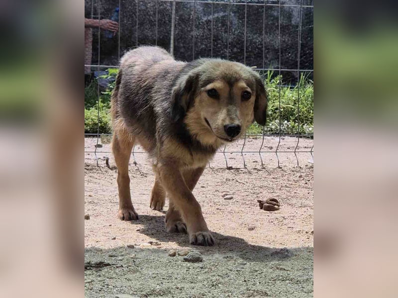⭐️ALINE⭐️, Hündin, 1 Jahre, 32 cm, Mischling, Tierschutz