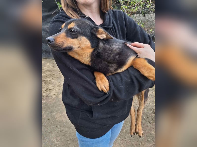 RAVINA, Hündin, 1 Jahr, 33 cm, Mischling, Tierschutz