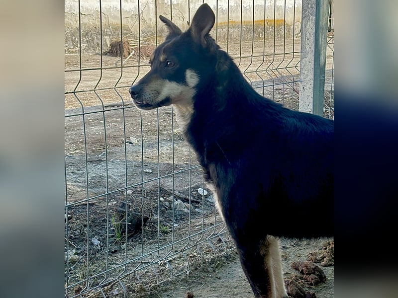 FENJA, Hündin, 3,5 Jahre, 43cm, Mischling, Tierschutz