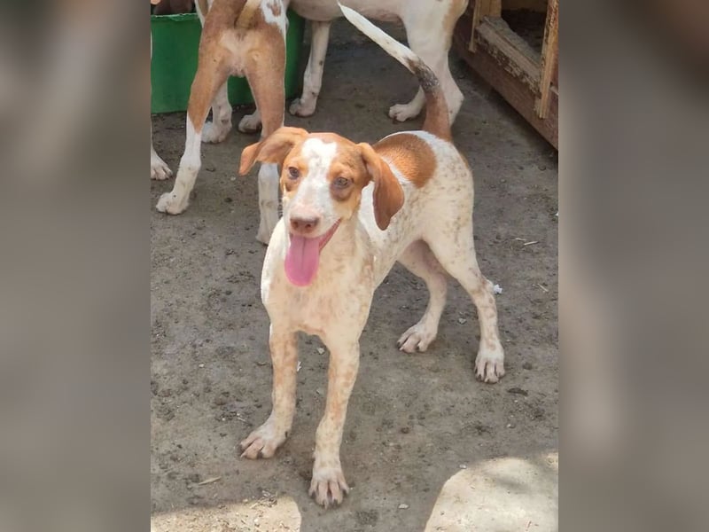 KISSES, Hündin, 6 Monate, aktuell 35cm, Mischling, Tierschutz, Auf PFLEGESTELLE in Neunkirchen-S.