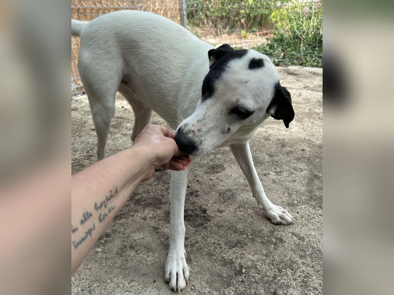 GEORGIA, Hündin, knapp 2 Jahre, 52cm, Mischling, Tierschutz