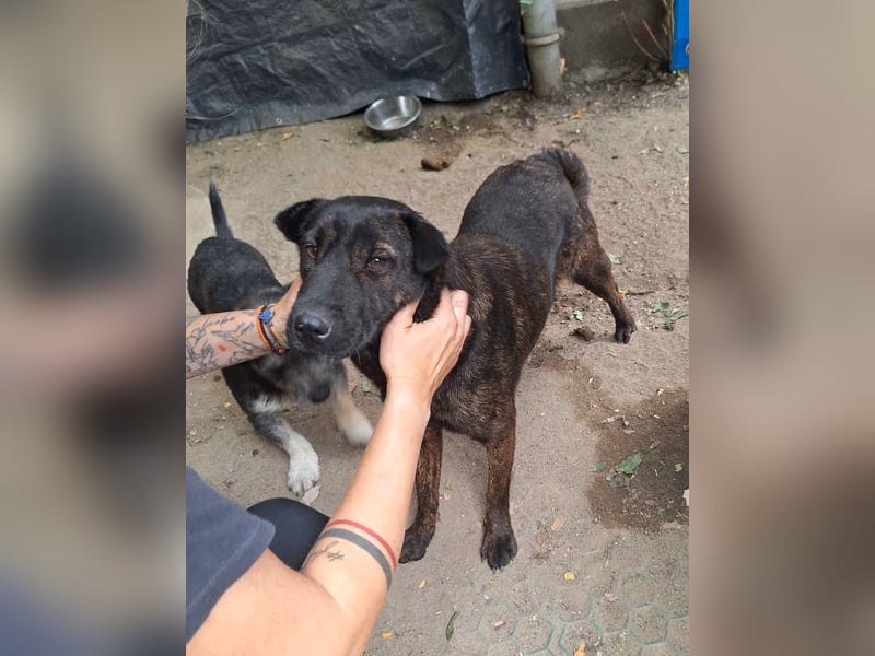 ZANA, Hündin, 7 Jahre, 45 cm, Mischling, Tierschutz