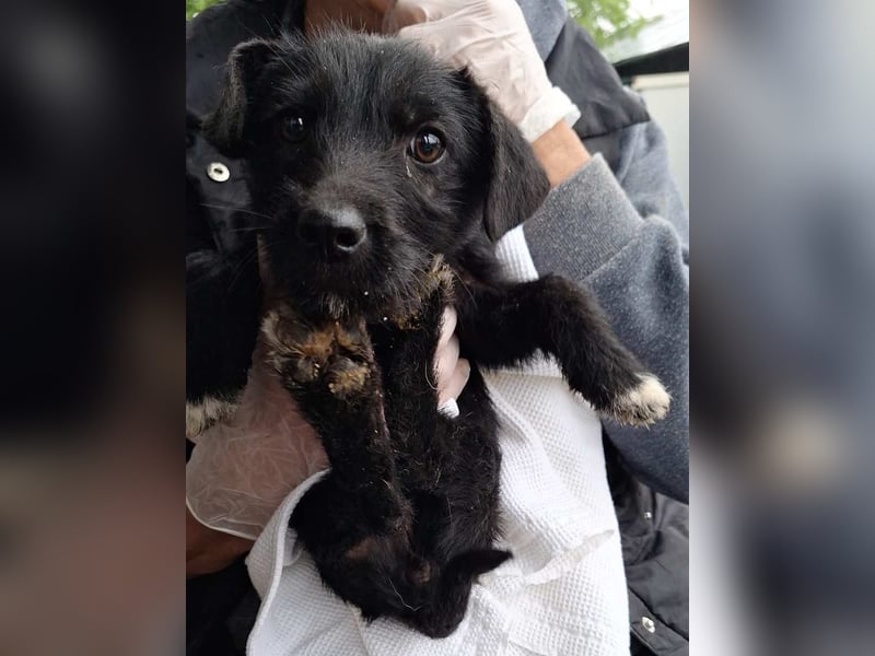 ⭐️LIV⭐️, Hündin, 2,5 Monate, 17 cm, Mischling, Tierschutz