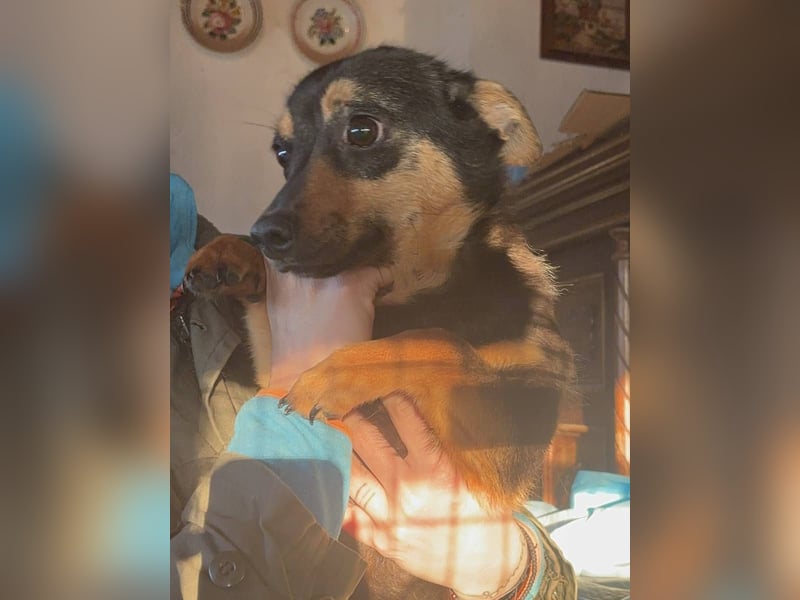 RAVINA, Hündin, 1 Jahr, 33 cm, Mischling, Tierschutz