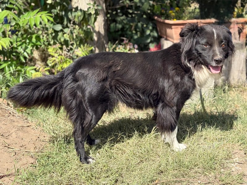 Luna - Sie braucht deine Liebe