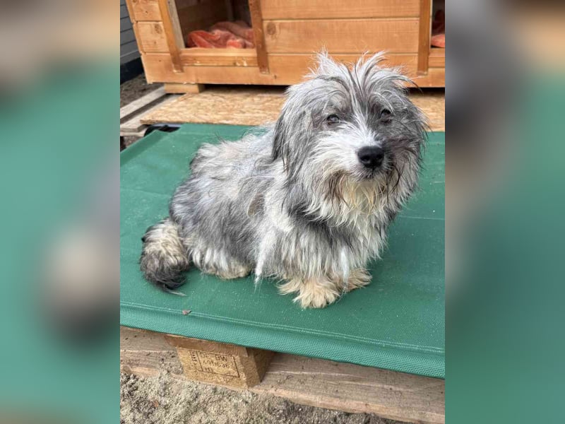 ⭐️CRISBY⭐️, Hündin, 7 Monate, 23 cm, Mischling, Tierschutz