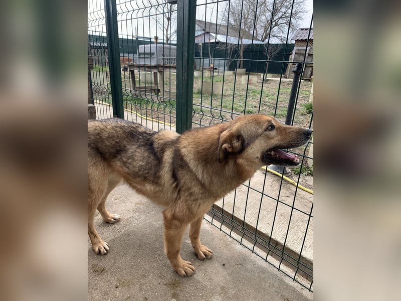 SINA, Hündin, 7 Jahre, 53 cm, Mischling, Tierschutz