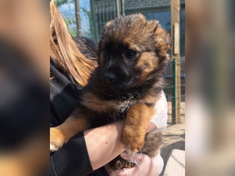 ⭐️MARILU⭐️, Hündin, 3 Monate, 23 cm, Mischling, Tierschutz