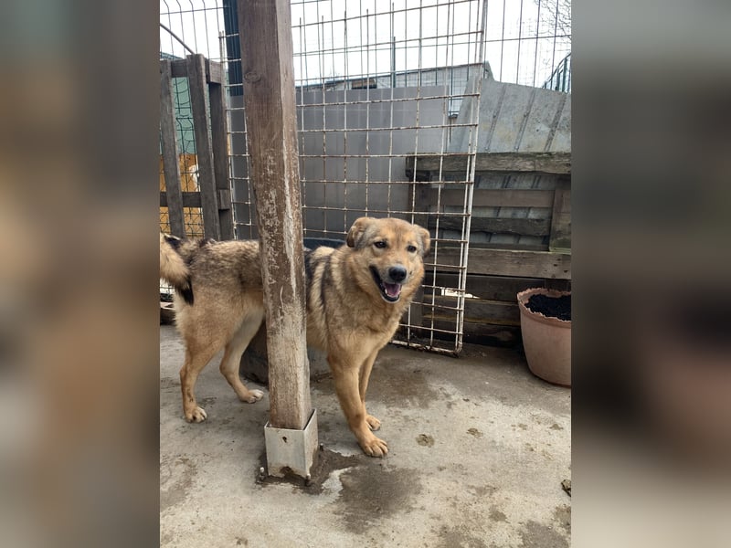 SINA, Hündin, 7 Jahre, 53 cm, Mischling, Tierschutz