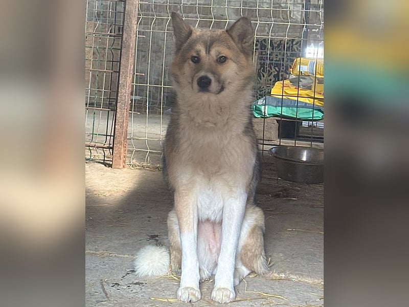 SHIBA, Hündin, 1,5 Jahre, 43cm, Mischling, Tierschutz
