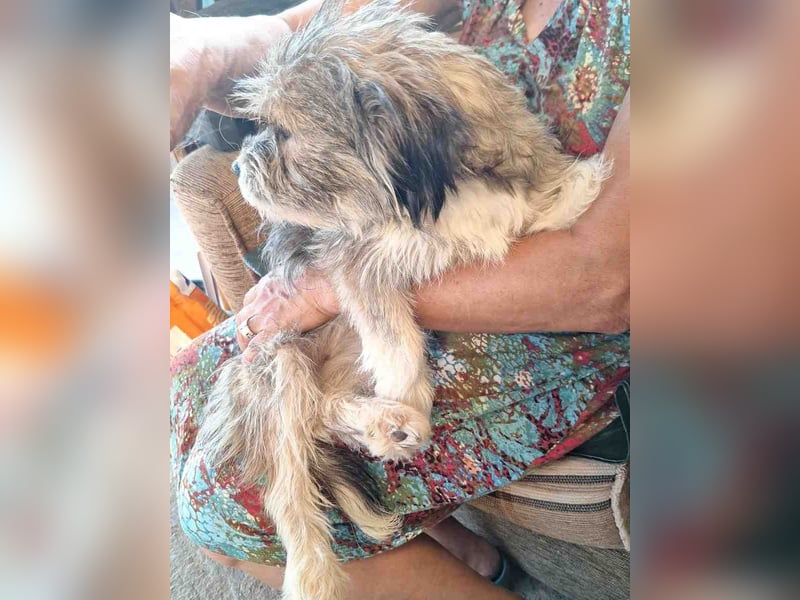 GRACIE, Hündin, 9 Monate, aktuell 30cm, Havaneser-Mix, Tierschutz