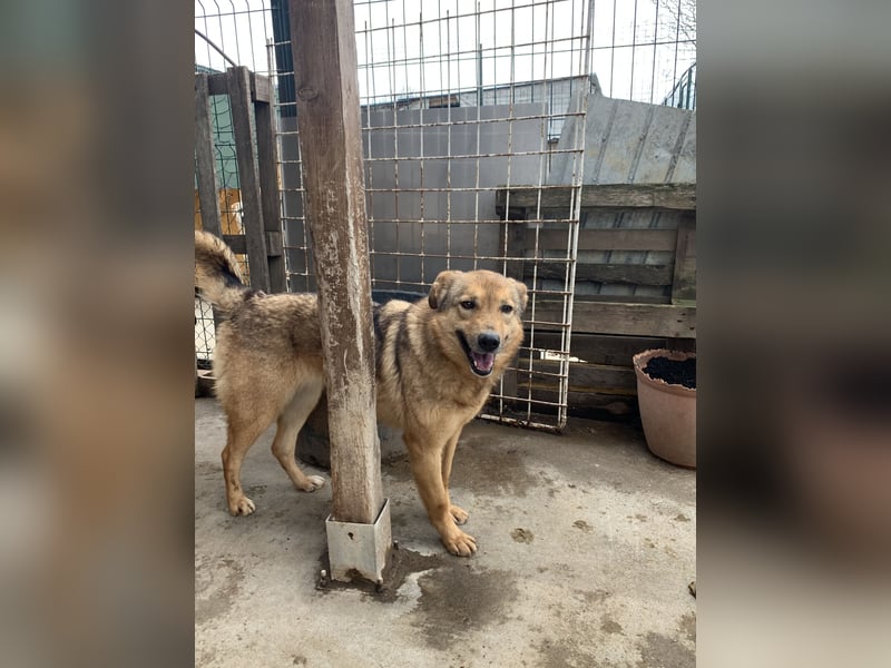 SINA, Hündin, 7 Jahre, 53 cm, Mischling, Tierschutz