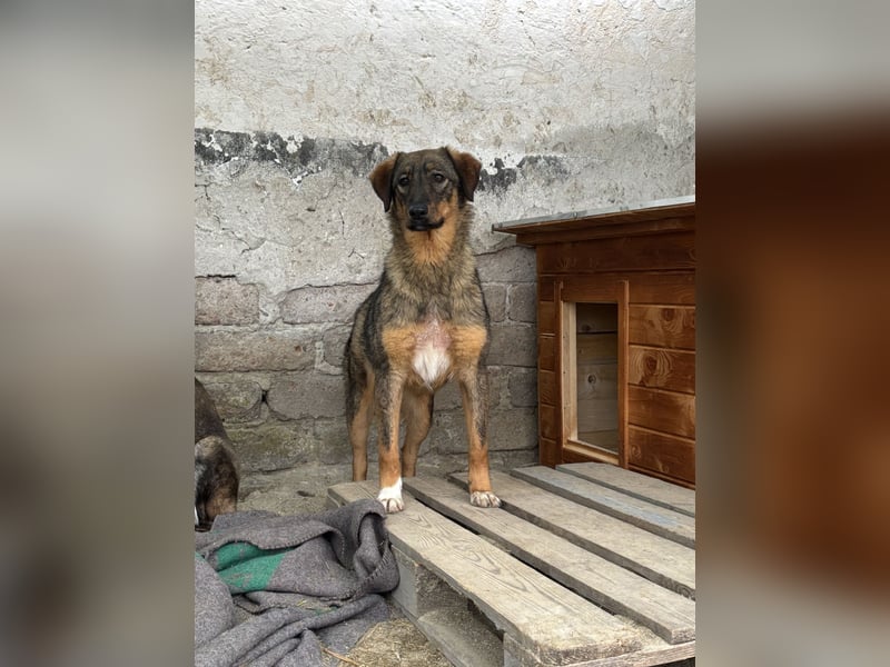 AMY, Hündin, 1,5 Jahre, 45 cm, Mischling, Tierschutz